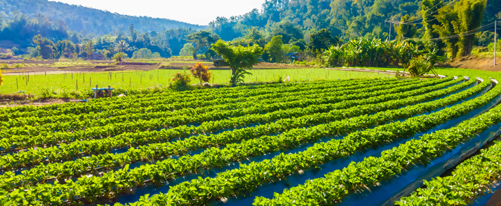 ایزو کشاورزی مطلوب